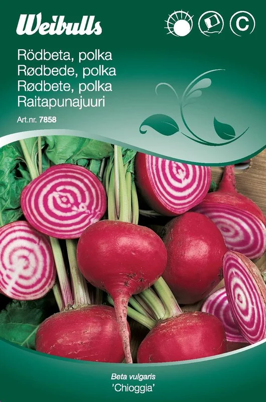 netrauta-3202609181801412583361